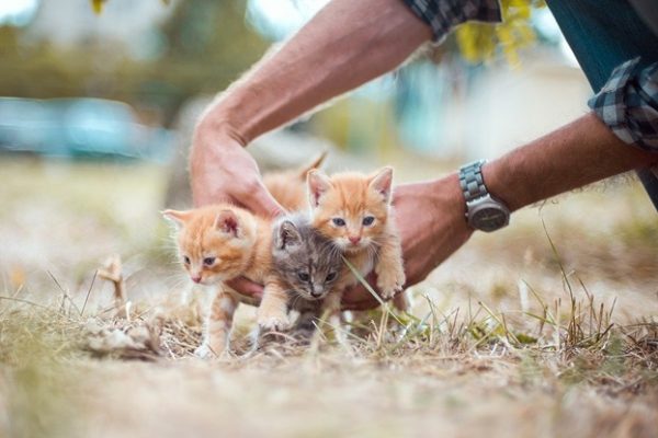 Things You Need To Know Before Starting A Cat Shelter Cats Host