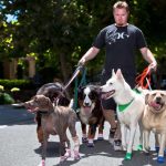 pets walk