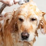 groom-your-pet